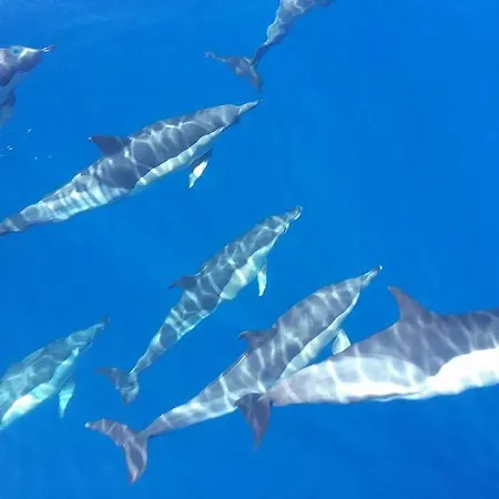 Excursion Ballenas Y Delfines Mojo Picon 보트호텔 아칸티라도