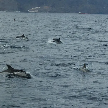 Excursion Ballenas Y Delfines Mojo Picon *