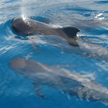 Excursion Ballenas Y Delfines Mojo Picon